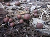 Lycogala epidendrum image