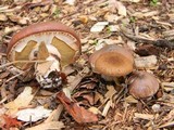 Suillus luteus image