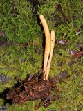 Cordyceps militaris image
