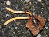 Cordyceps militaris image