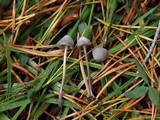 Mycena alcaliniformis image