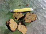 Rhizopogon villosulus image