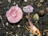 Mycena pura image