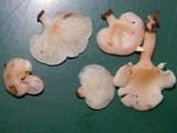 Pleurotopsis longinqua image