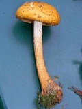 Pholiota limonella image