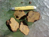Rhizopogon villosulus image