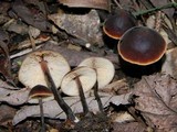 Macrocystidia cucumis image