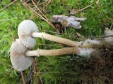 Cystoderma amianthinum image
