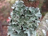 Parmotrema tinctorum image
