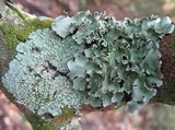 Parmotrema tinctorum image