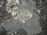 Aspicilia contorta image