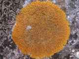 Caloplaca flavescens image