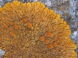 Caloplaca flavescens image