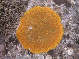 Caloplaca flavescens image