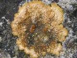 Caloplaca aurantia image