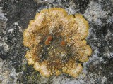 Caloplaca aurantia image