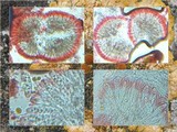 Caloplaca aurantia image
