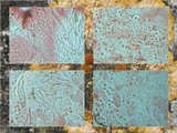 Caloplaca aurantia image