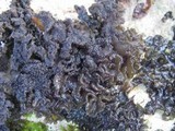 Collema auriforme image
