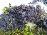 Collema auriforme image