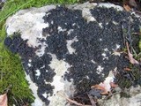 Collema auriforme image