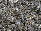 Collema fuscovirens image