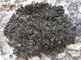 Collema fuscovirens image