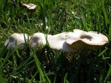 Marasmius oreades image