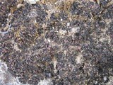 Collema polycarpon image