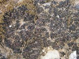 Collema polycarpon image