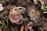 Lepista sordida image