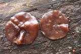 Pachyella clypeata image