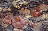 Pachyella clypeata image