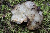 Pachyella clypeata image
