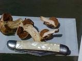 Cortinarius pinguis image