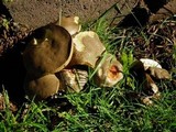 Boletus chrysenteron image