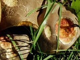 Boletus chrysenteron image