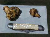 Cortinarius pinguis image