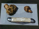 Cortinarius pinguis image