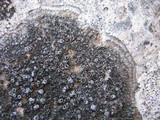 Caloplaca variabilis image