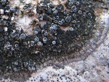 Caloplaca variabilis image