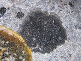 Caloplaca variabilis image