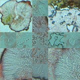 Caloplaca variabilis image