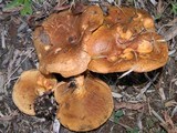 Paxillus involutus image