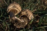 Chlorophyllum rachodes image