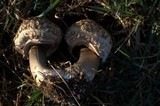 Chlorophyllum rachodes image