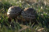 Chlorophyllum rachodes image