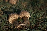 Chlorophyllum rachodes image