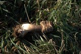 Chlorophyllum rachodes image