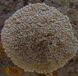 Lecanora muralis image